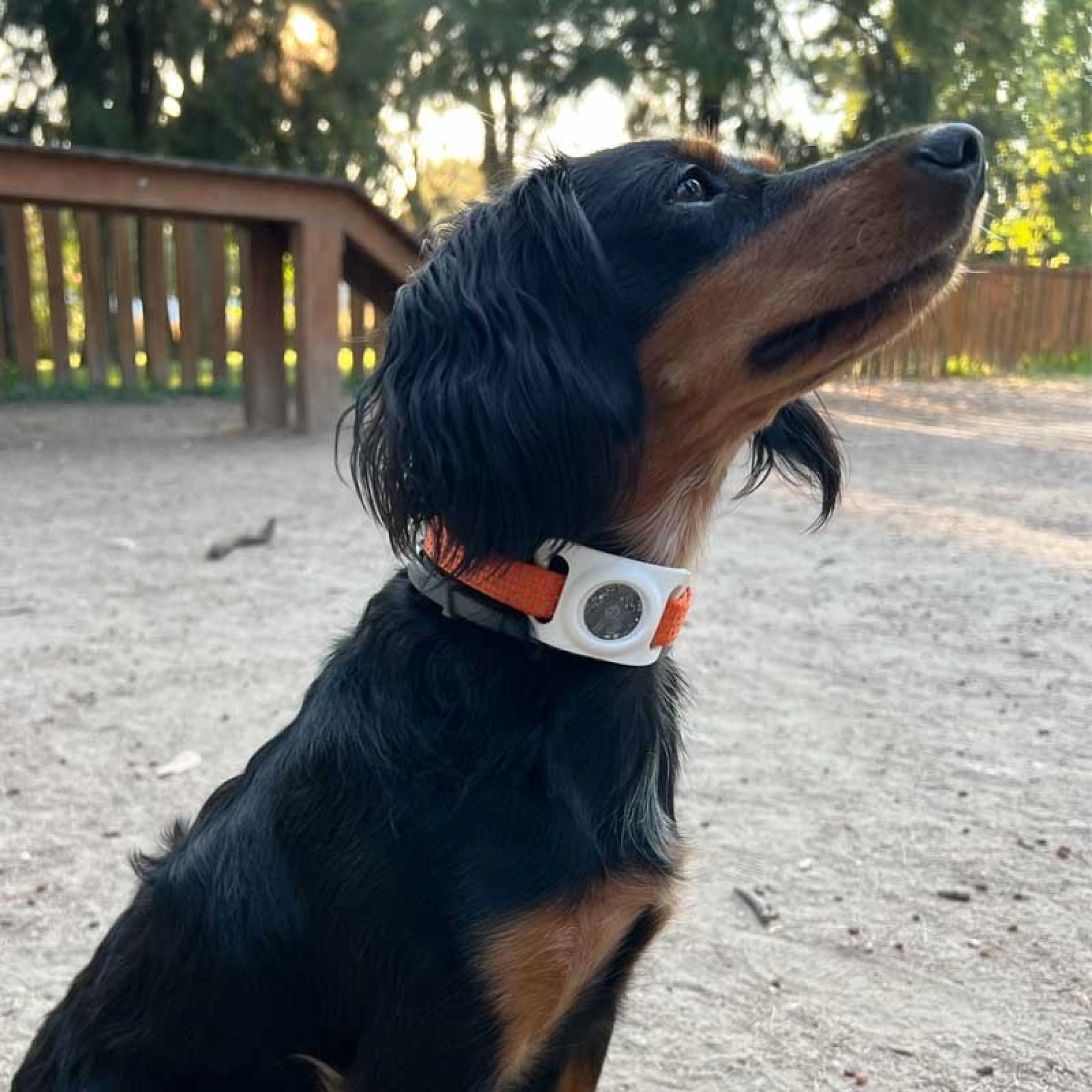AirTag hoes voor halsband