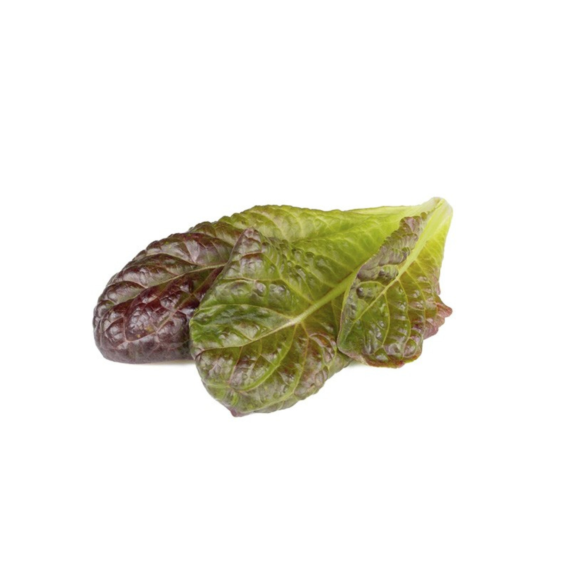 Recharges de Graines Click and Grow 3 Alface Romana Vermelha