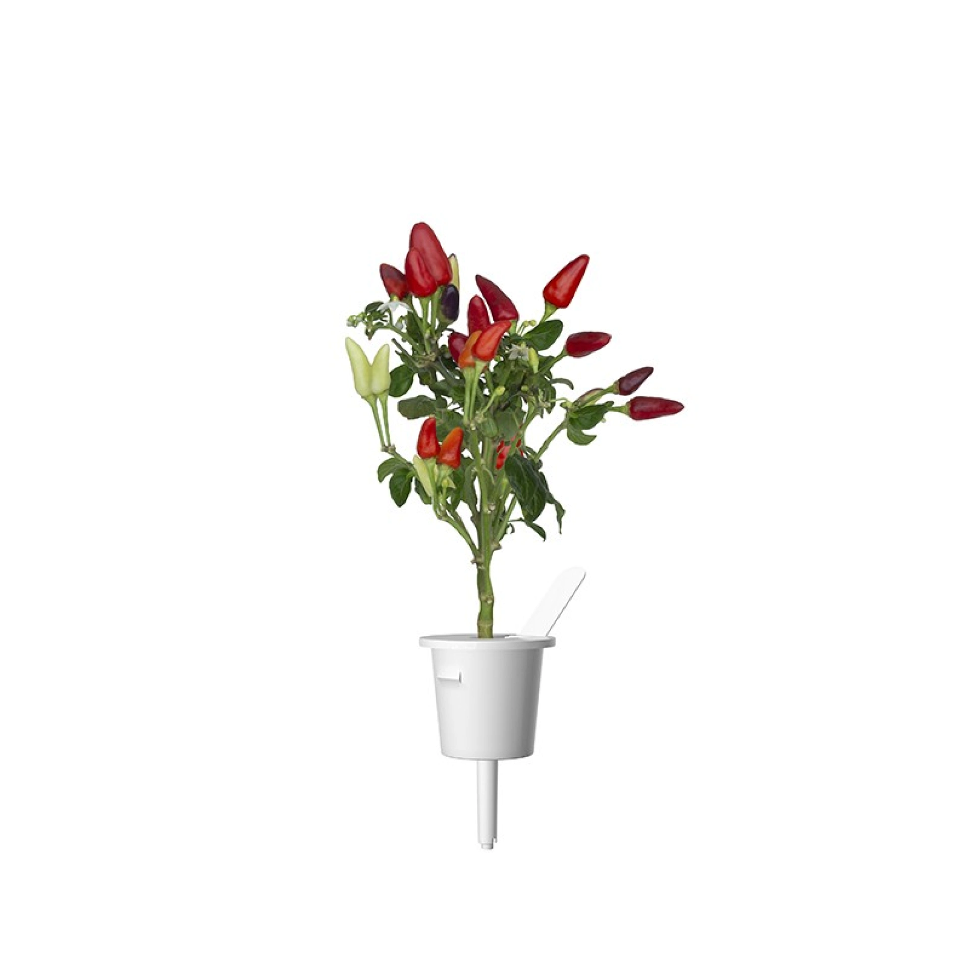Click and Grow Plantencapsules