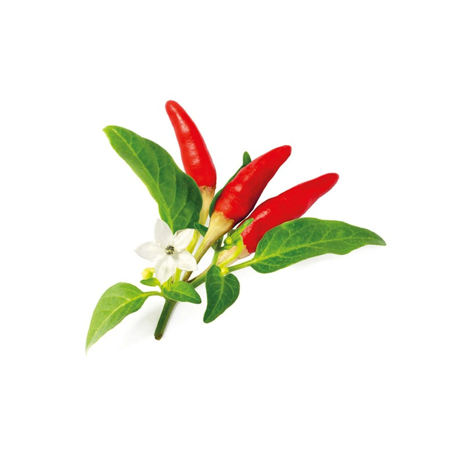 Click and Grow Plantencapsules