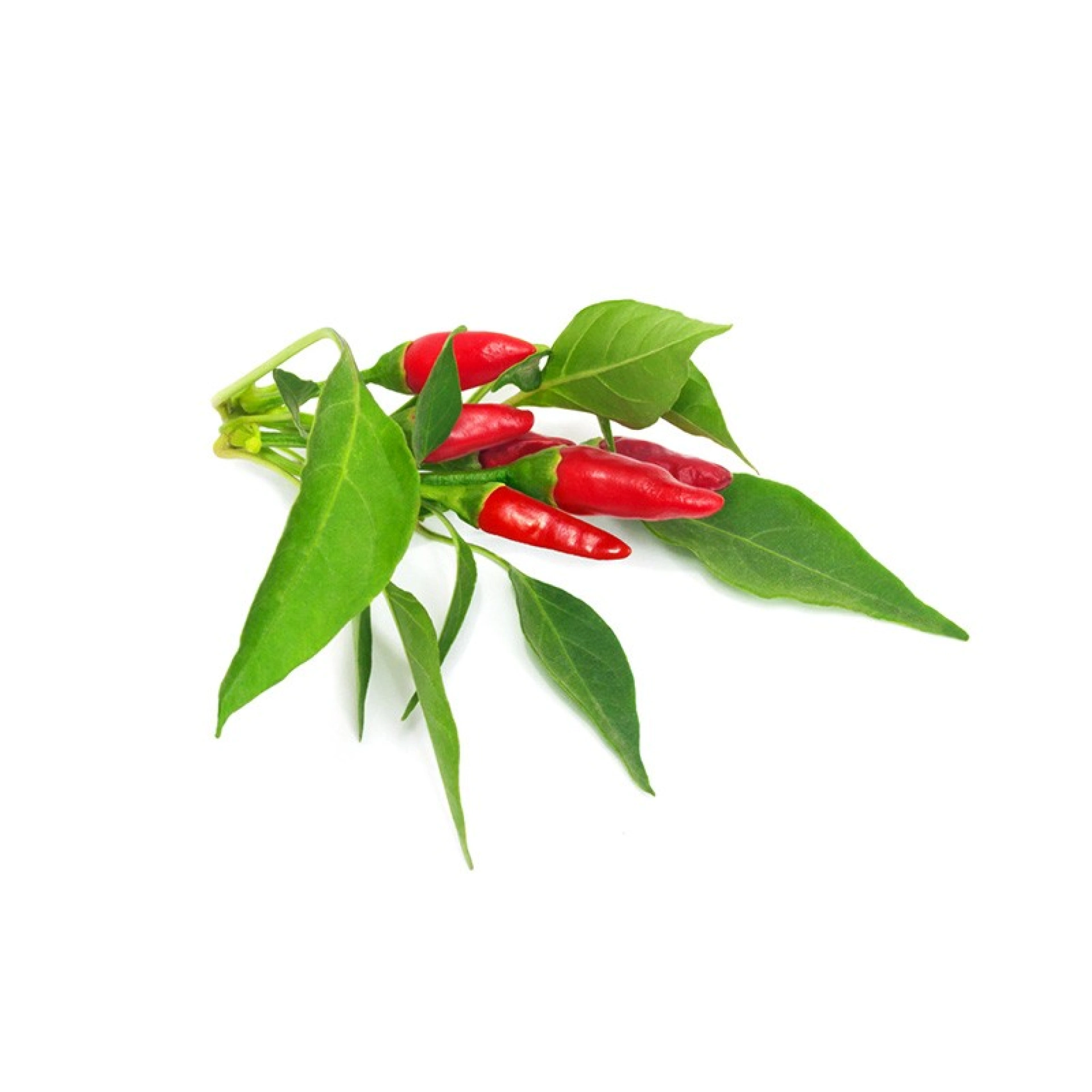 Click and Grow Plantencapsules 3 Piri Piri